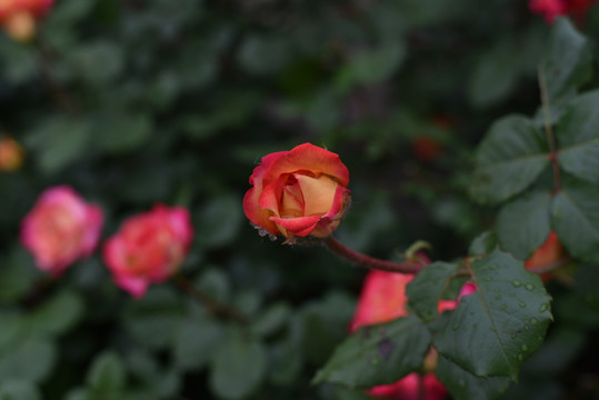 雨后花卉