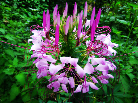 醉蝶花