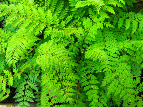 绿色植物