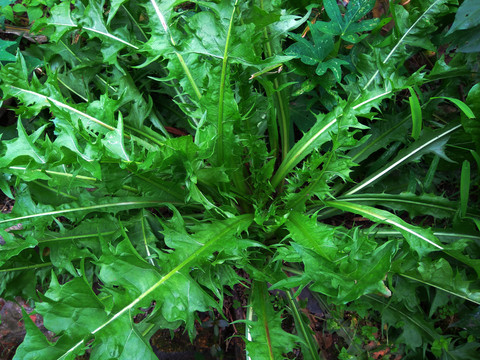 绿色植物