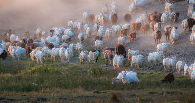 霞光中的羊群
