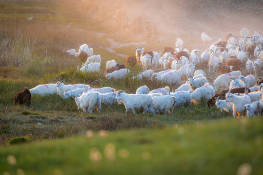 霞光中的羊群