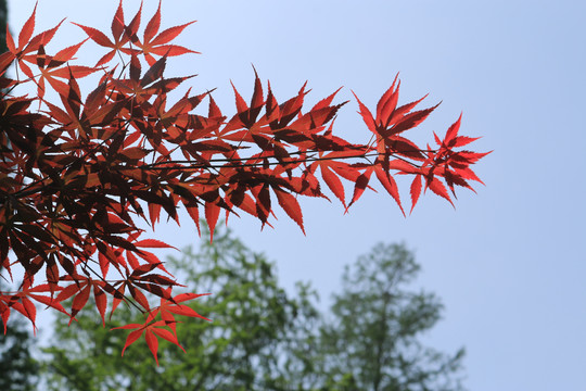 南京平山森林公园