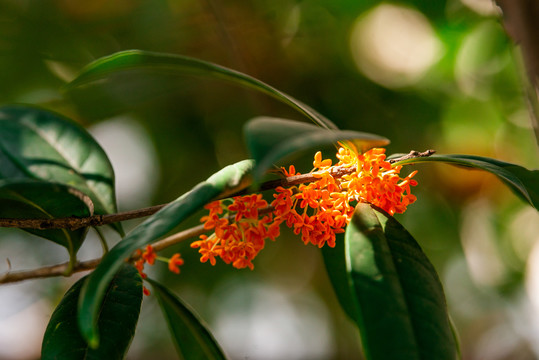 桂花树