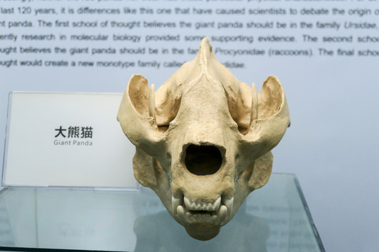 大熊猫头骨