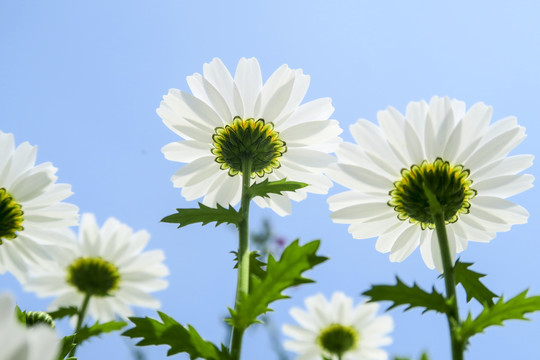 小白雏菊