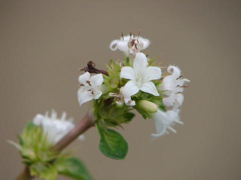 茜草科药用植物六月雪开细白花
