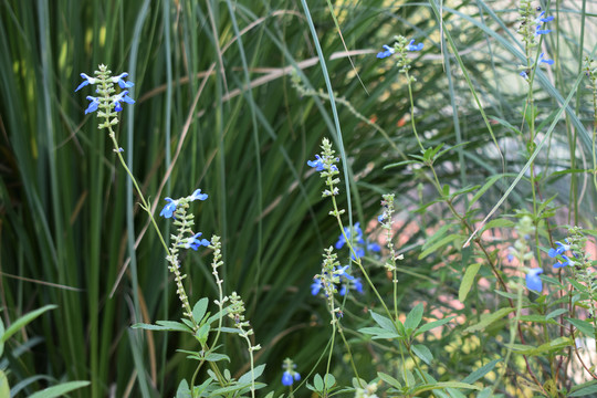 鼠尾草