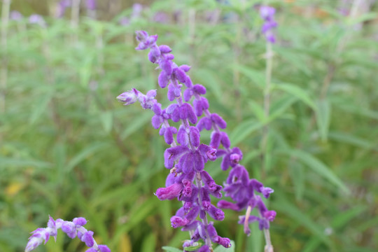 鼠尾草千屈菜