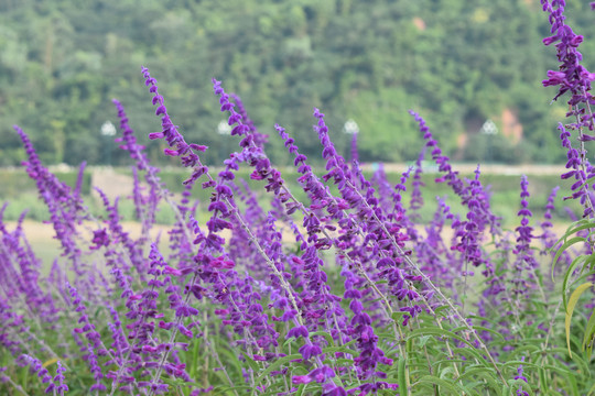 鼠尾草千屈菜