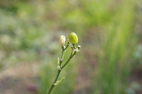 萱草