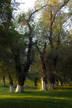 榆树林