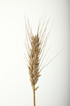 稻草小麦