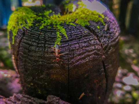 木桩上的苔藓昆虫