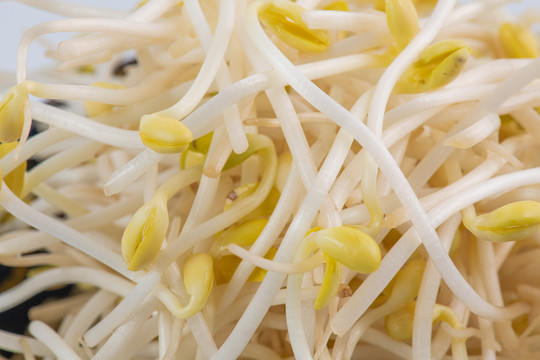 豆芽