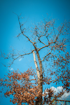 秋冬枯树