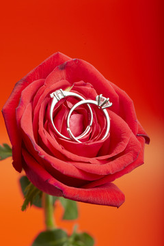 放在玫瑰花上的一对戒指