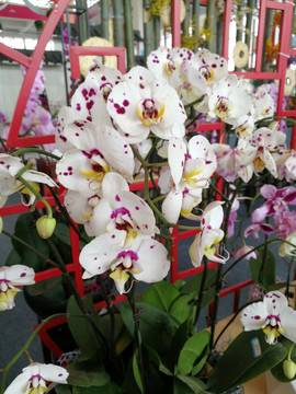 沭阳花木展览