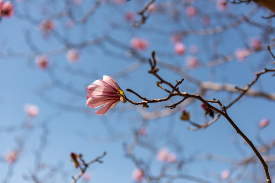 玉兰花