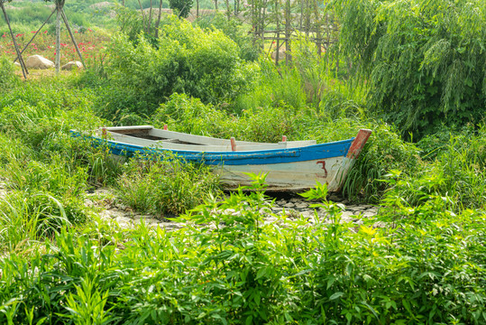 绿植背景