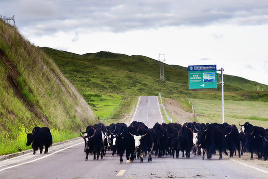 牦牛群过马路