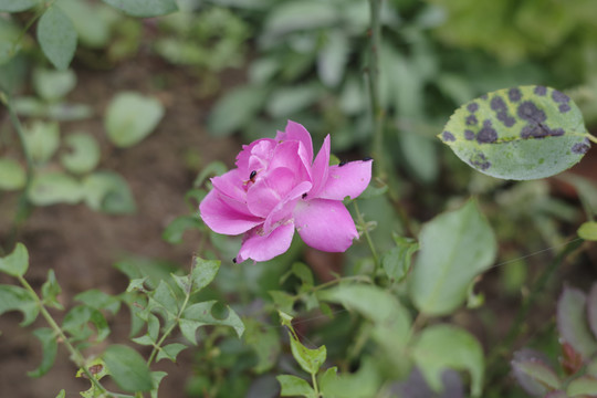 月季花