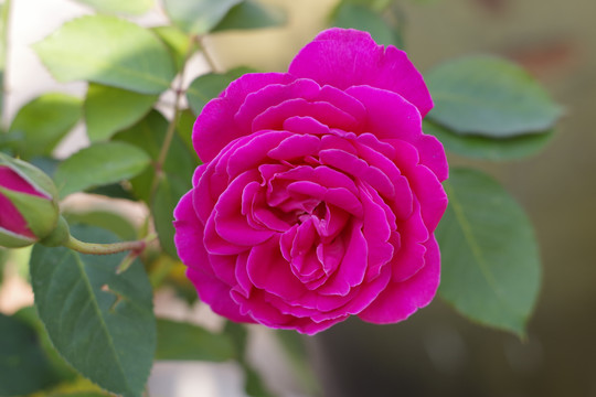月季花