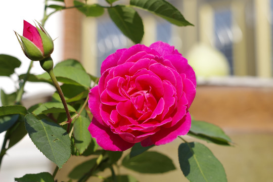 月季花