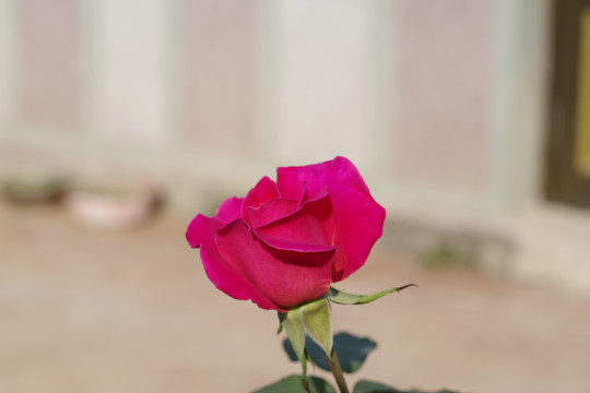 月季花