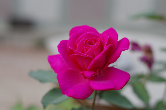 月季花