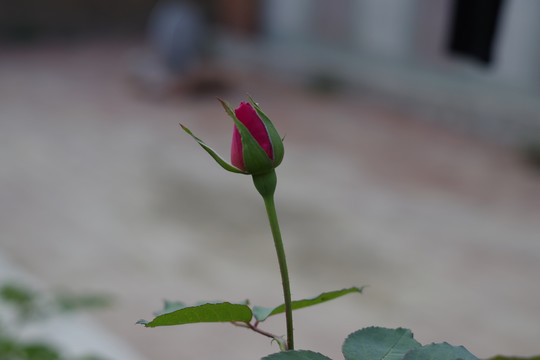 月季花