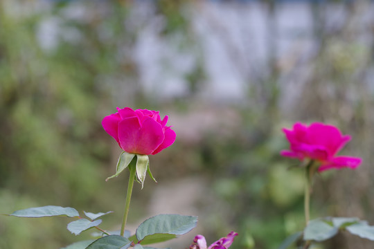 月季花