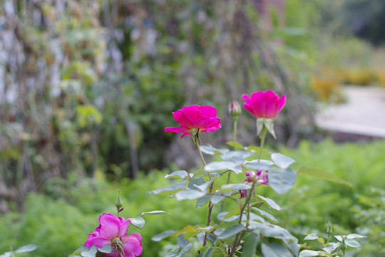 月季花