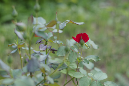 月季花