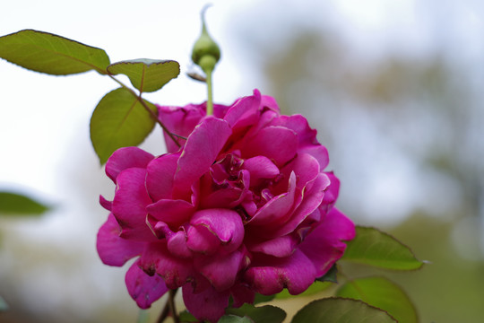 月季花