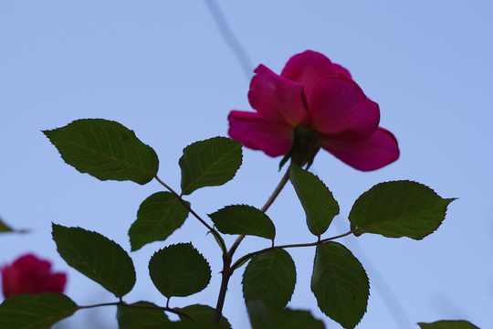 月季花