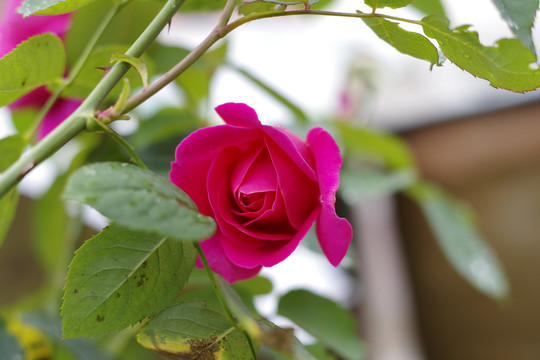 月季花