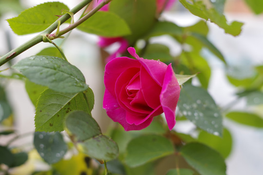 月季花
