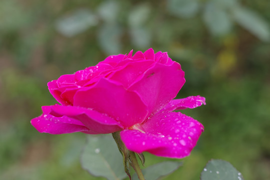 月季花
