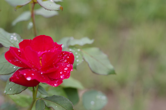 月季花