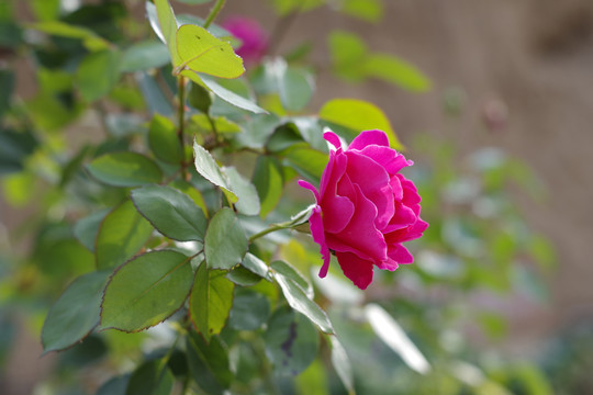 月季花