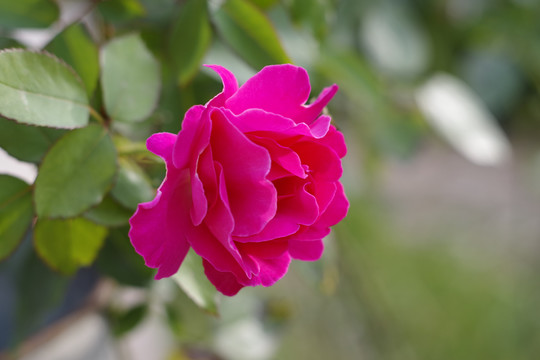 月季花