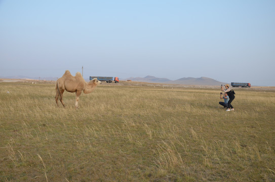 草原上的骆驼
