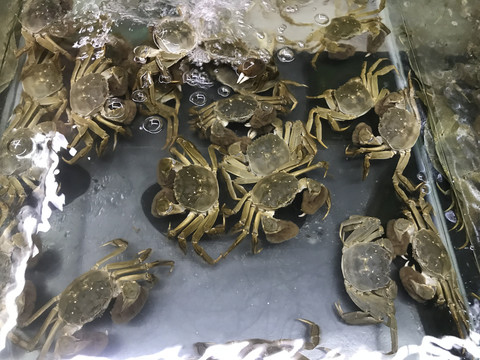 河鲜螃蟹