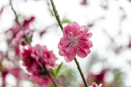 桃花