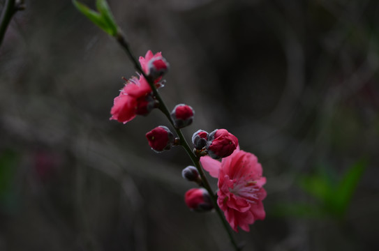 桃花