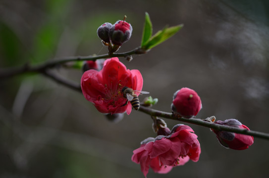 蜜蜂采桃花粉