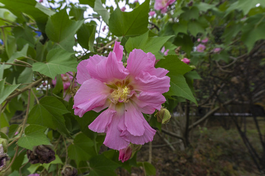 木棉花