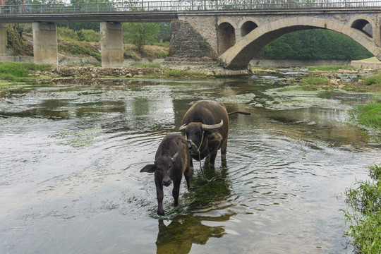 小桥流水水牛