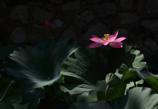 荷花